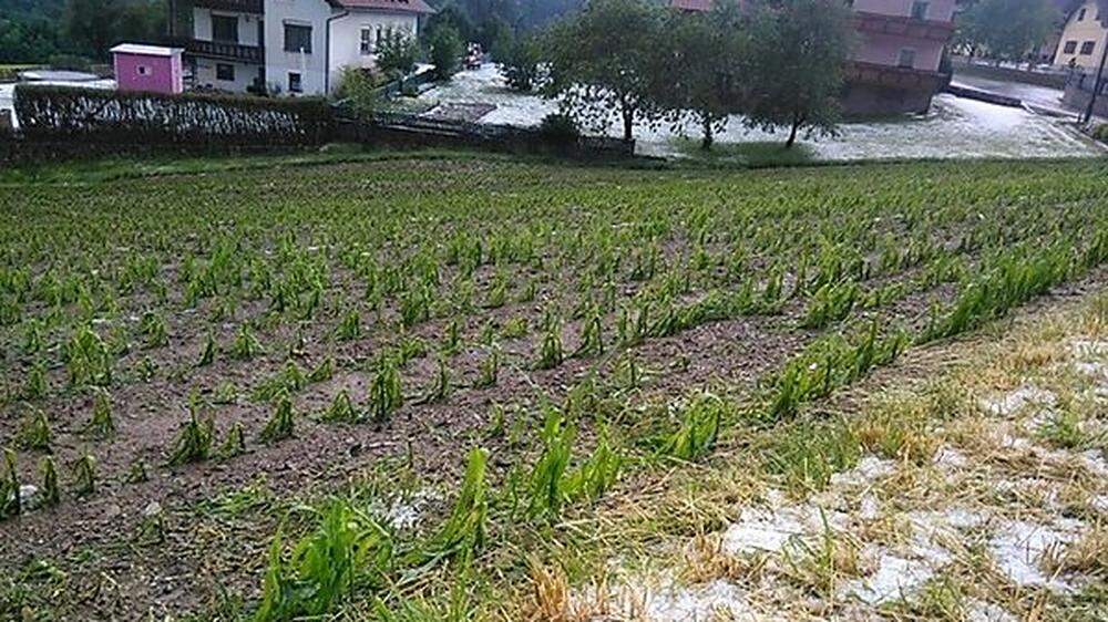 Zerstörte Maiskultur bei Vorau
