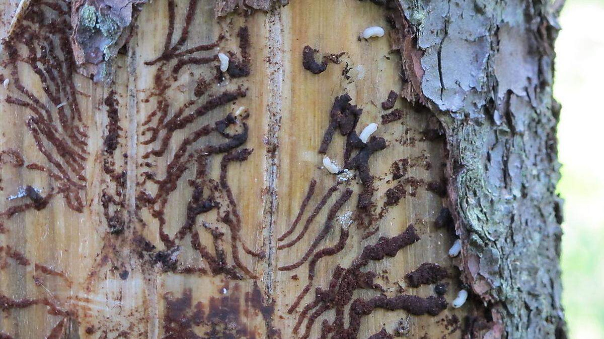 Viele geschwächte Fichten bieten dem Borkenkäfer heuer besonders gute Bedingungen 