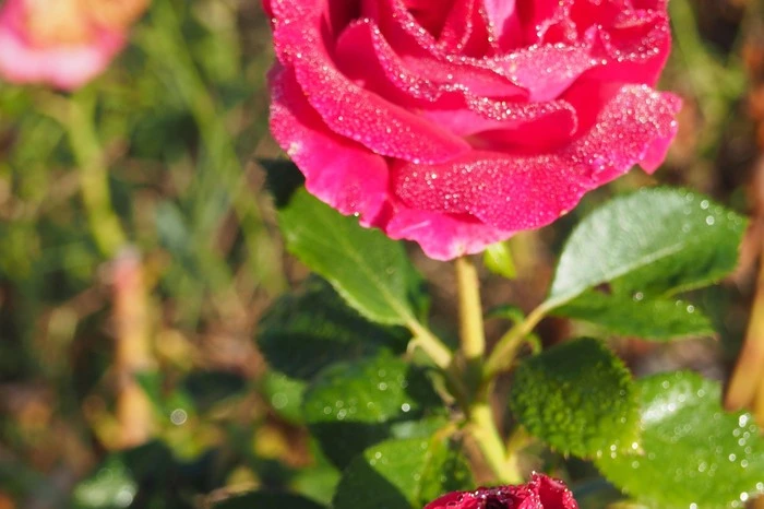 Auch die Rose centifolia gehört zu den in Grasse angebauten Pafümblumen