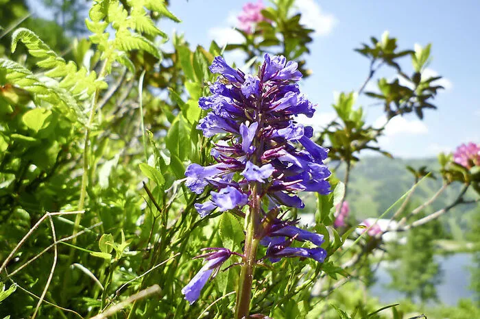 Was endemische Tiere und Pflanzen angeht, liegt die Alpenrepublik in Mitteleuropa weit vorne. Die Kärntner Wulfenie zum Beispiel wächst nur am Gartnerkofel und blüht im Juni.