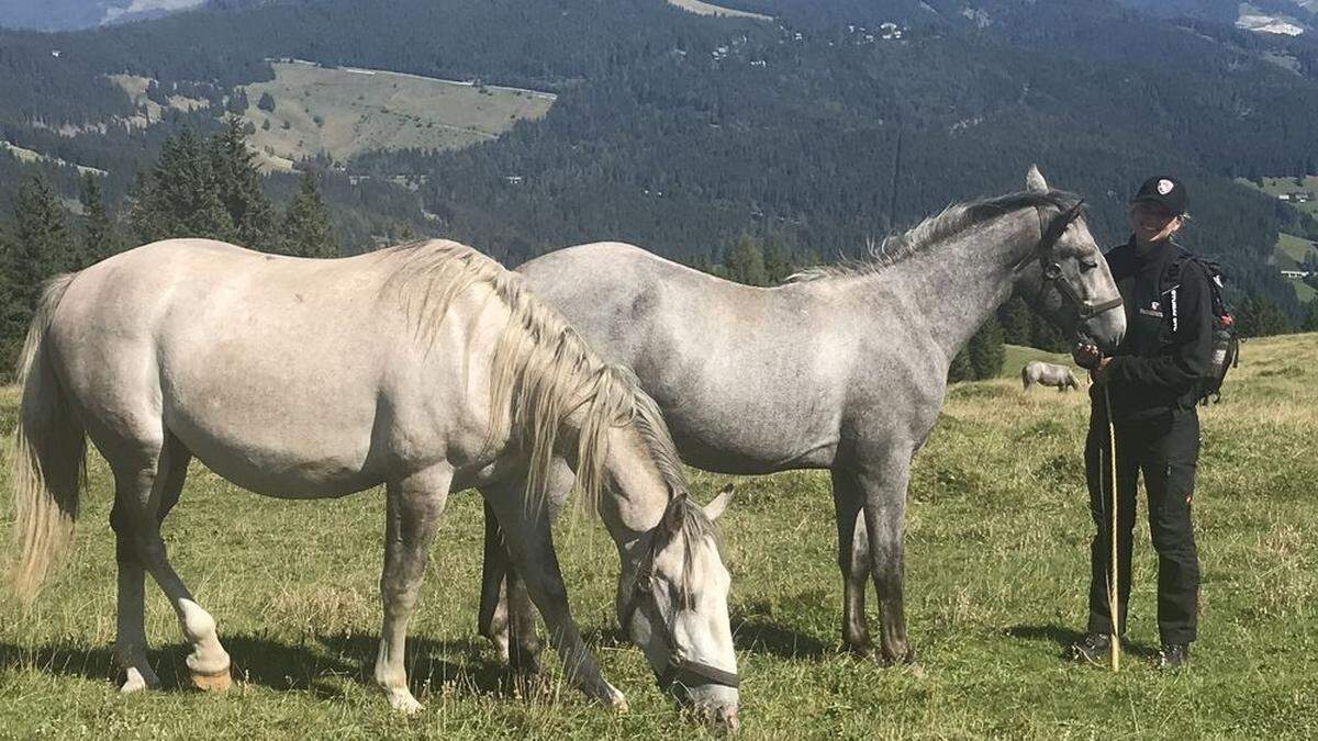 Die Hengste genießen die letzten Tage ihrer Sommerfrische auf der Stubalm