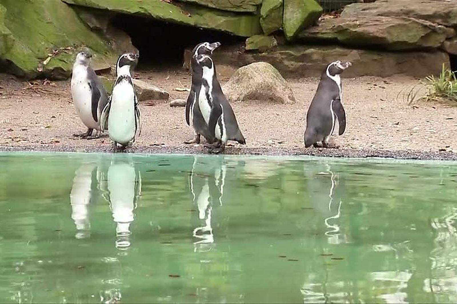 Rätselraten um verschwundene Pinguine aus Dortmunder Zoo