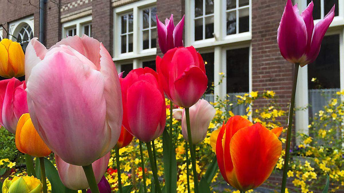 Bald keine Tulpen aus Amsterdam mehr für russische Kunden?