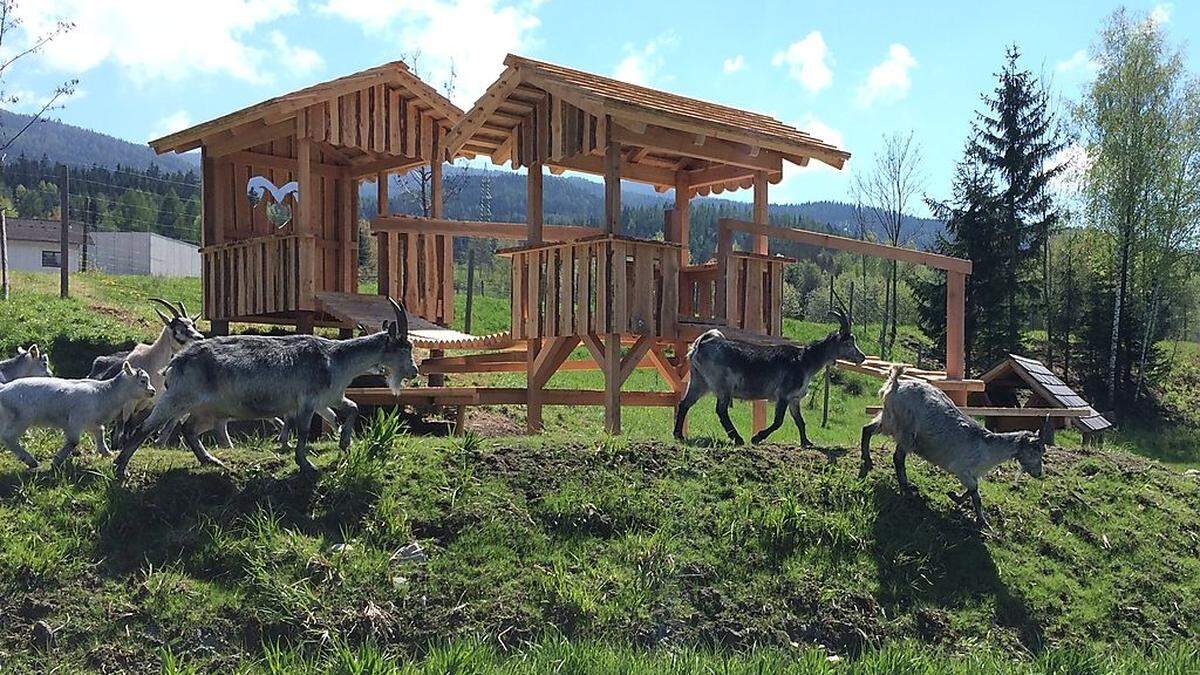 Der Tiererlebnisweg von Edgar Wernbacher in St. Barbara im Mürztal, Ortsteil Mitterdorf, ist eröffnet. Die Blauen Ziegen können hier nach Herzenslust über die Brücke laufen und die Frühlingssonne genießen