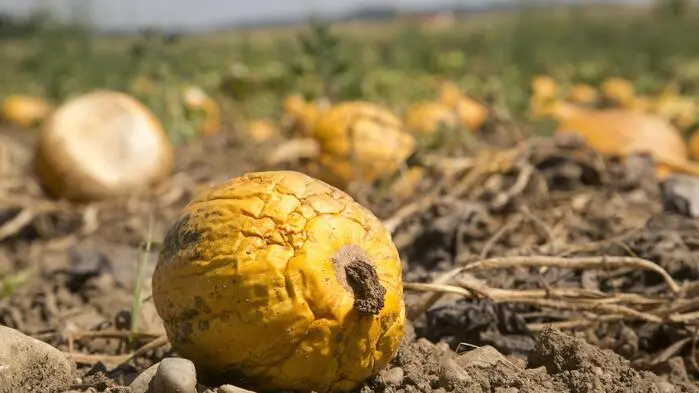 Vertrockneter Kürbis am Feld