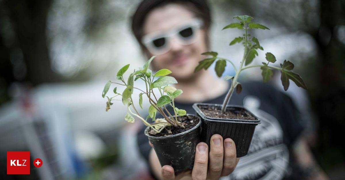 Gärtnern aus Leidenschaft Steirer lieben Raritäten und alte Sorten
