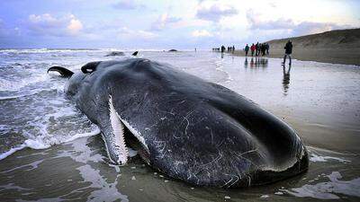Einer der gestrandeten Potwale