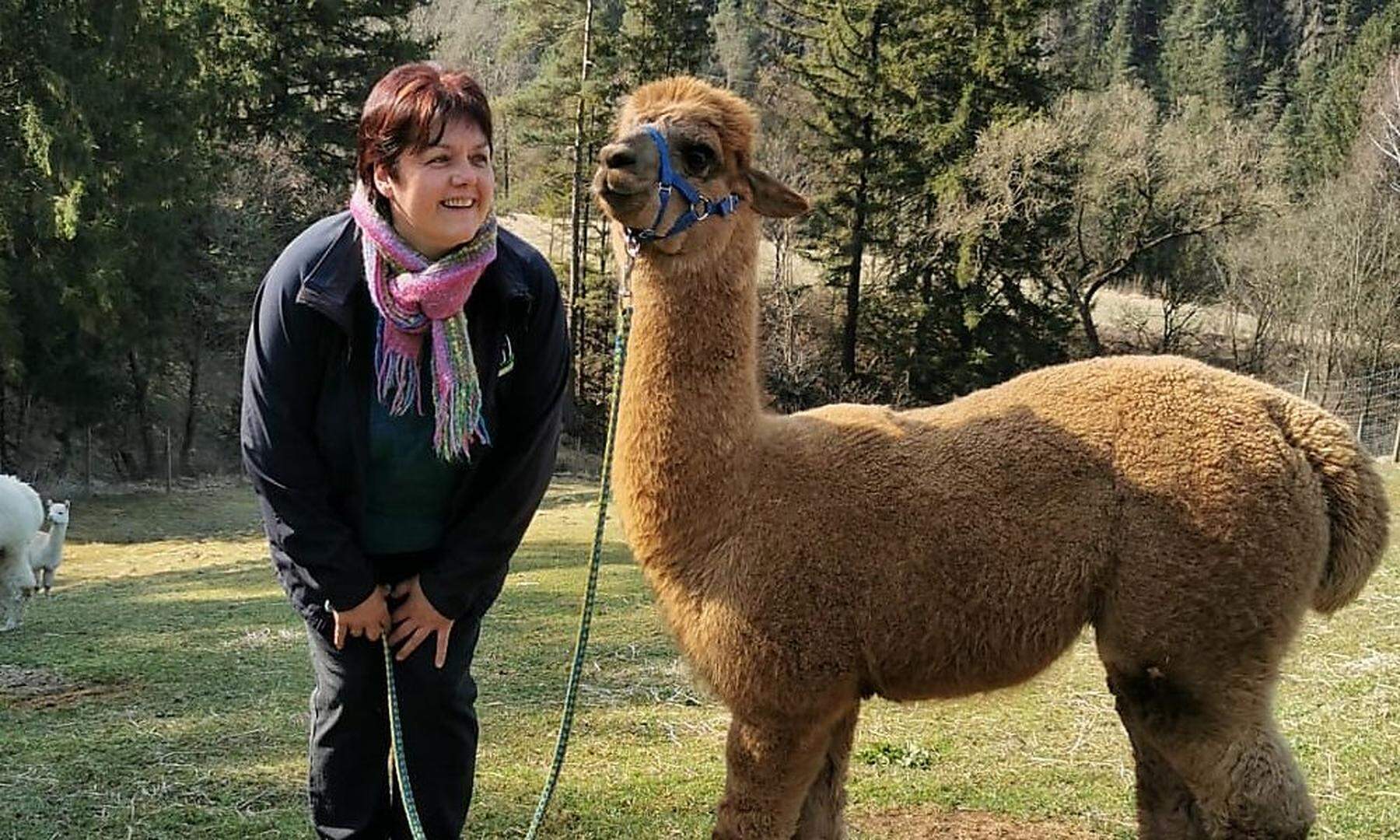 Regional Kaufen Alpakawolle aus St. Stefan per Post