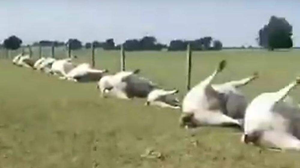 Die toten Rinder lagen alle in einer Reihe am Zaun 