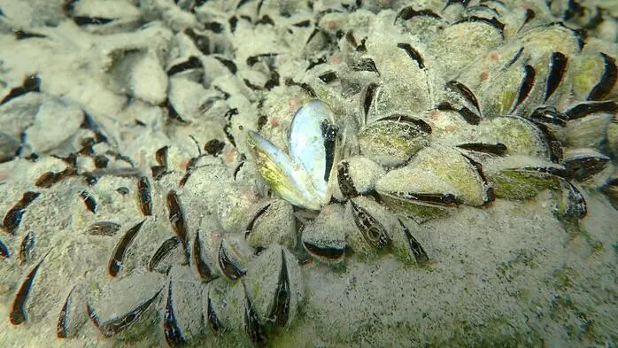 Muscheln im Wasser