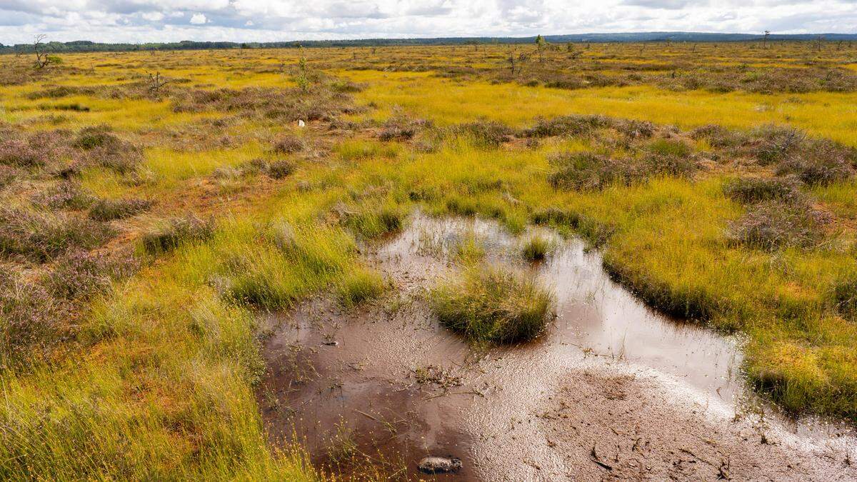 Das Gesetz soll geschädigte Natur wiederherstellen.