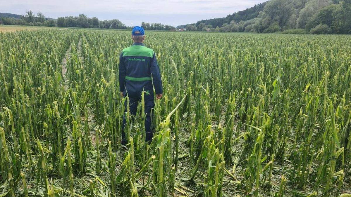 Manfred Wallner auf seinem zerstörten Maisacker