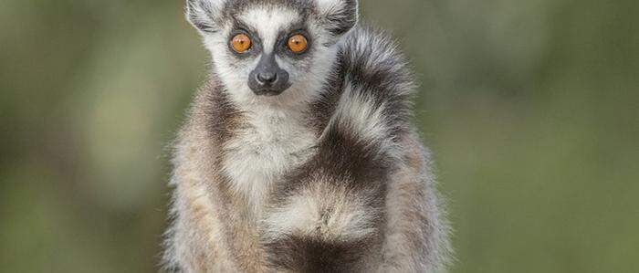 Ein neugieriger Lemur blickt in die Kamera – nur eine der vielen faszinierenden Begegnungen, die Sie auf Madagaskar erwarten