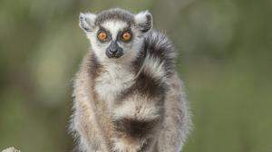 Ein neugieriger Lemur blickt in die Kamera – nur eine der vielen faszinierenden Begegnungen, die Sie auf Madagaskar erwarten