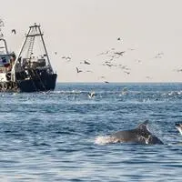 Hungrige Delfine folgen Fisch-Trawlern