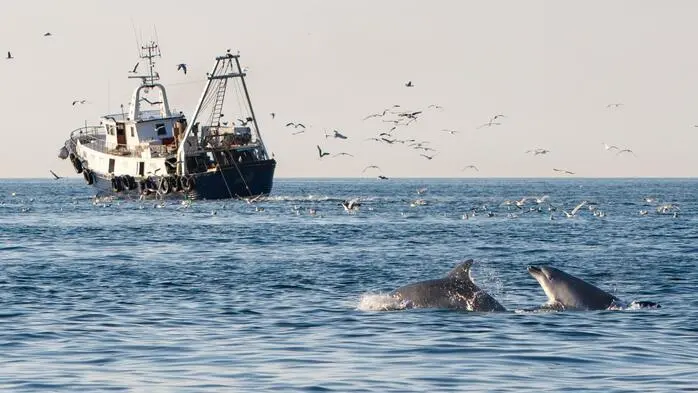 Hungrige Delfine folgen Fisch-Trawlern