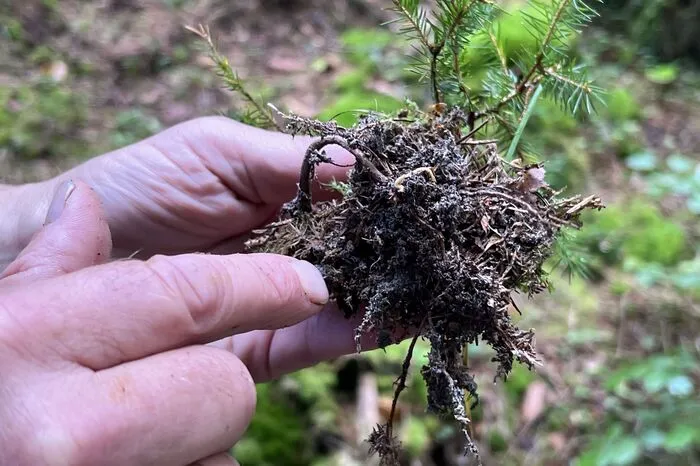 Mykorrhiza: Weiße Verfärbung deutet auf Pilzwuchs am Feinwurzelsystem hin, eine symbiotische sprich beiderseitig vorteilhafte Beziehung in der Natur