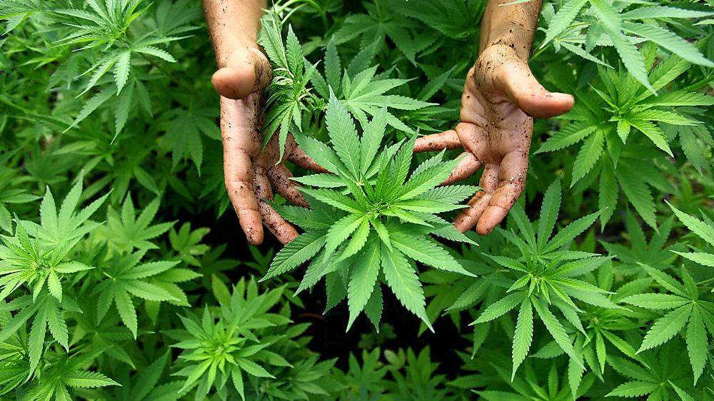 Polizei fand bei Rumänen frische Cannabispflanzen