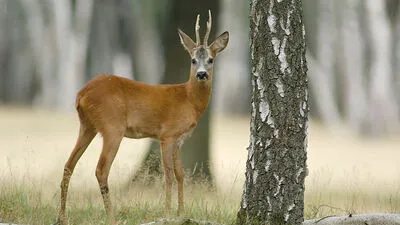 Wildschäden im Wald sind eines der brennendsten Themen in der Jägerschaft