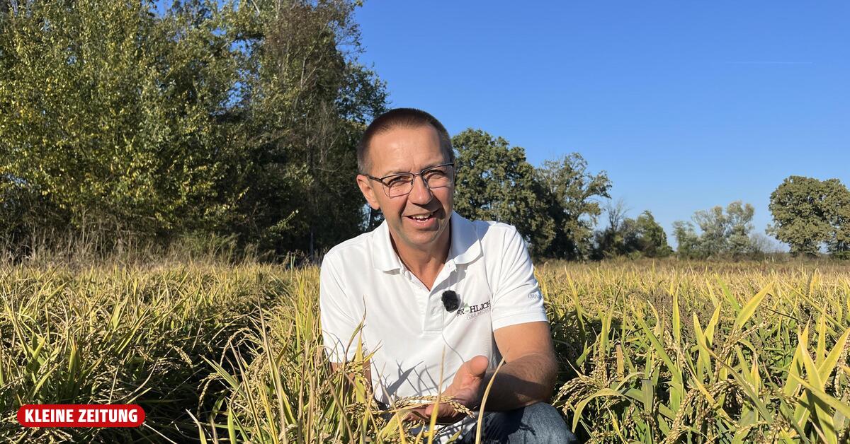 Styrian rice farmer defies drought with rice cultivation on earthen ridges