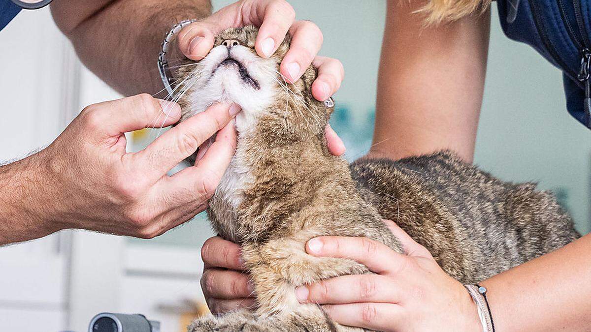 Nicht immer ist ein Tierarzt verfügbar, wenn das Haustier erkrankt