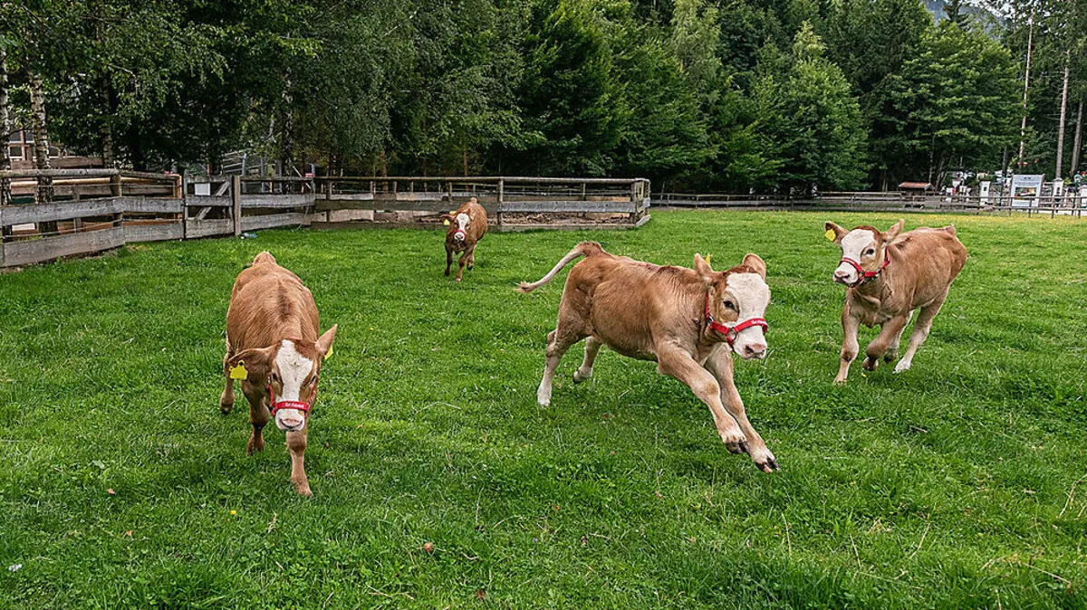 Die oststeirischen Vierlingskälber tollen jetzt auf Gut Aiderbichl in Salzburg umher