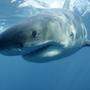 Der Haiangriff endete für die Touristin tödlich 