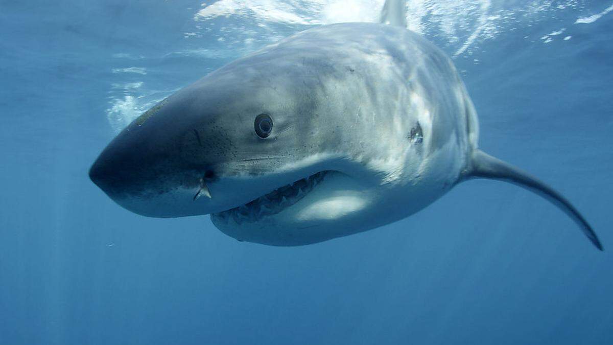 Der Haiangriff endete für die Touristin tödlich 