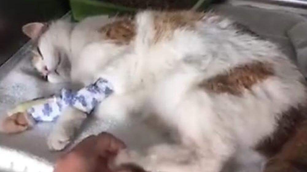Fünf Katzen wurden in der letzten Woche in Rosental behandelt, eine überlebte nicht