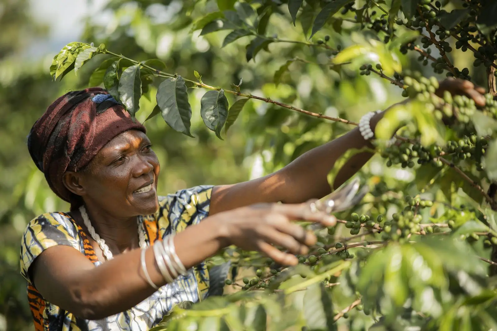 Fairtrade-Bäuerin Viktoria erntet 2400 Kilo Kaffeekirschen pro Saison | Fairtrade-Bäuerin Viktoria erntet 2400 Kilo Kaffeekirschen pro Saison