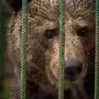 Ein Braunbär schaut durch die Gitterstäbe eines Käfigs  | „Mici“ hatte nie eine Chance, sich vor den Blicken der Besucher zu verstecken 