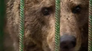 Bled, Slovenia | 2025 11 25 | Rescue of Bear Mici from private keeping in Slovenia. A FP team and veterinarian Marc Gölkel immobilize the bear to load her into the transport crate. She will be transferred to BEAR SANCTUARY Arbesbach in Austria.
