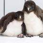 Pinguin-Nachwuchs ab Freitag zu sehen