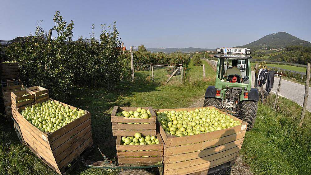 Apfelernte in Puch bei Weiz (Archivbild)