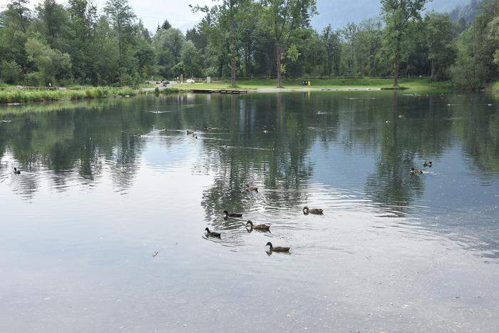 Den Enten am Aineter Teich zuschauen, lässt einen zur Ruhe kommen