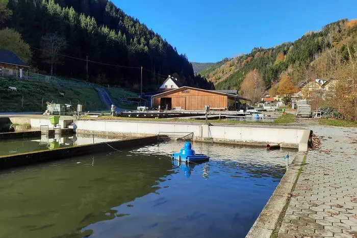 23 Teiche und Becken umfasst die Fischzucht Kulmer