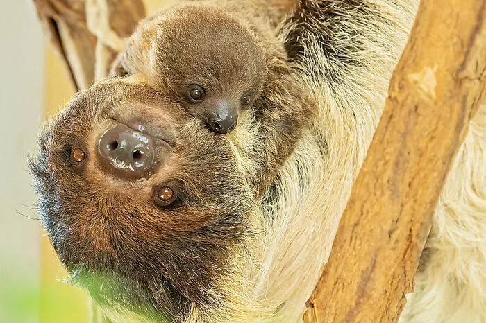 Im Tiergarten Schönbrunn gibt es ab sofort eine Faultier-Familie zu bewundern, hieß es am 19. August.