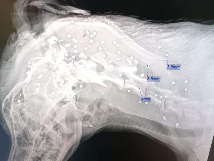 Röntgenbild: Dutzende Schrotkugeln steckten im Kopf des Hundes