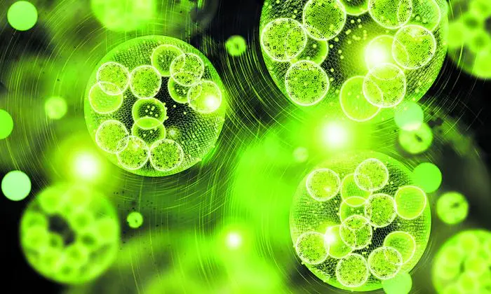 Biokraft­stoffe sind nur dann sinnvoll, wenn sie nicht in Konkurrenz zur Nahrungsmittelproduktion treten –  Mazdas Algen-Treibstoff hätte Potenzial  