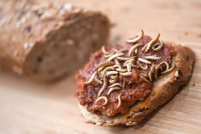 Mit Events wie etwa regelmäßigen Kochkursen im Studio von Ernährungsexpertin Hanni Rützler in Wien will man kulinarisch zeigen, dass Insekten "richtig gut schmecken können". Mit Kreationen wie Mehlwürmer-Pesto auf Weißbrot, Bienen-Drohnen-Suppe, Heimchen-Gemüse-Rösti oder Buffalo-Karamell-Schmarrn mit Birnen lockt er Interessierte hinter den Herd.