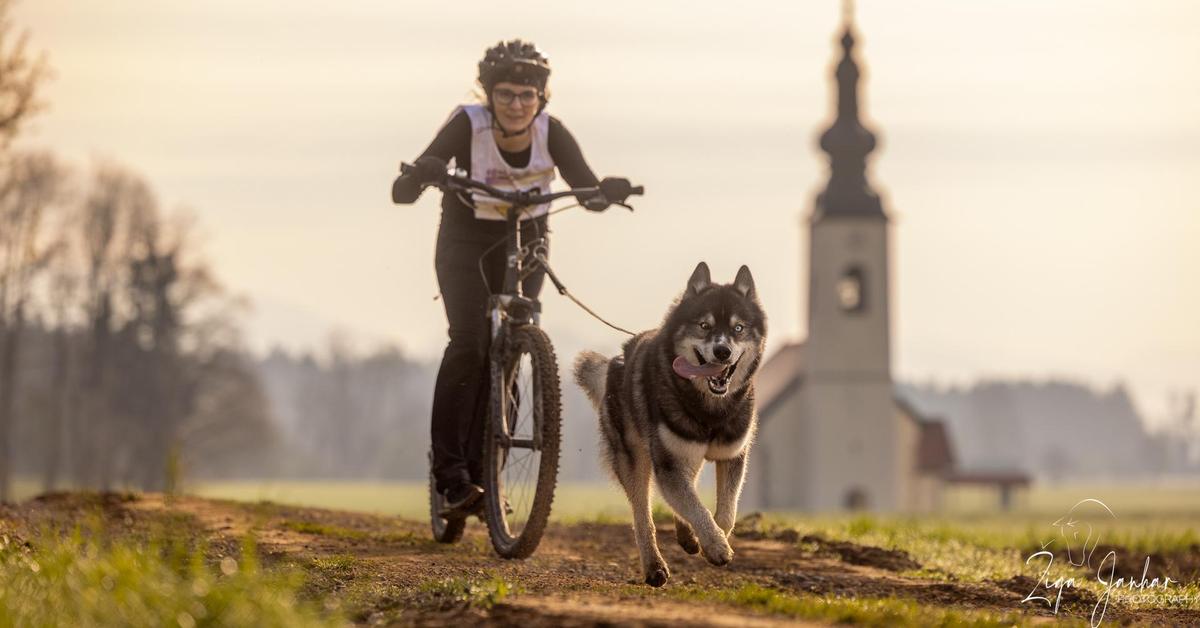 A Carinthian woman and her husky are successful in “scooter” races
