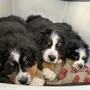 Die Berner Sennenhunde machen es sich nach dem gemeinsamen Spielen in der Box gemütlich