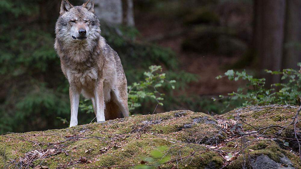 War es ein Wolf, ein Fuchs oder ein natürlicher Tod - diese Frage stellt sich derzeit in Öblarn