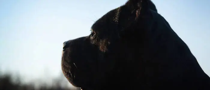 Der Cane Corso griff an (Sujetbild)