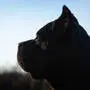 Der Cane Corso griff an (Sujetbild) 