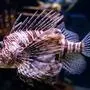 A lionfish (pterois miles) swims in a tank at the Israel Aquarium in Jerusalem on July 21, 2023. (Photo by RONALDO SCHEMIDT / AFP)