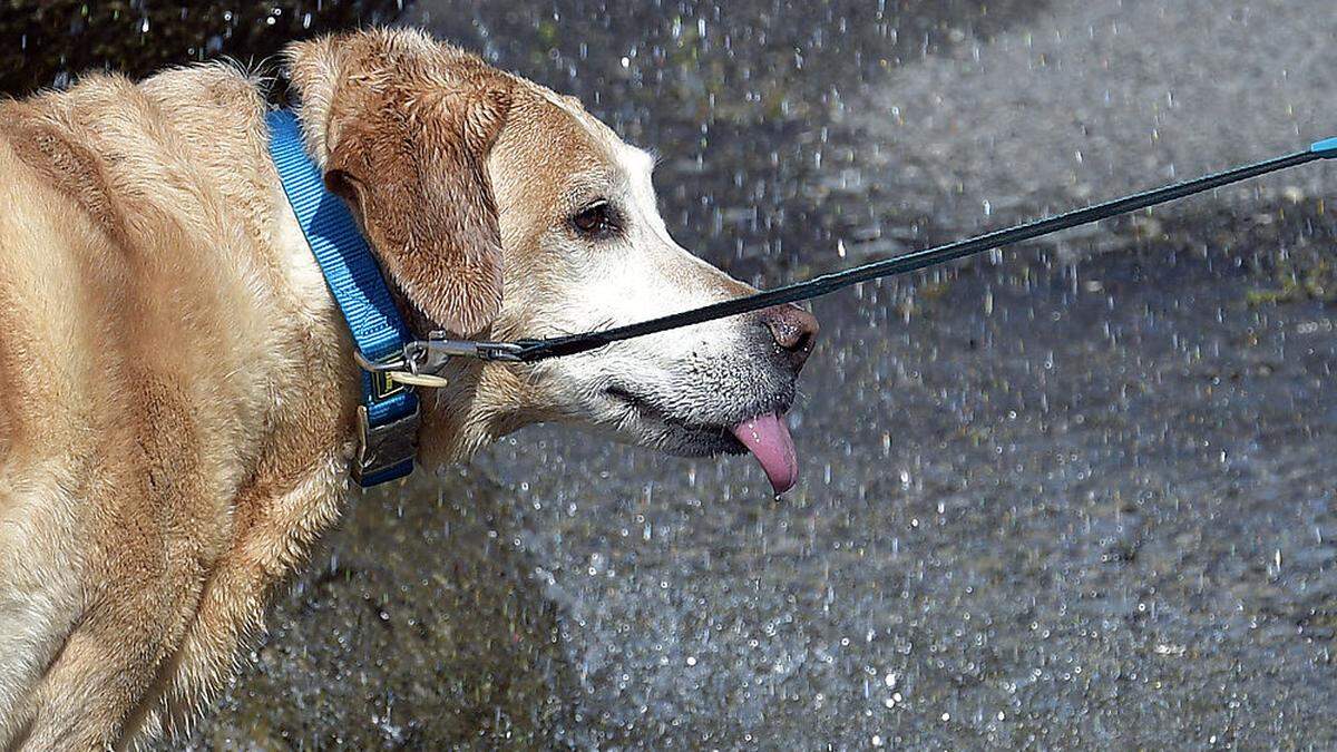 Im Tagesverlauf sind Regenschauer möglich