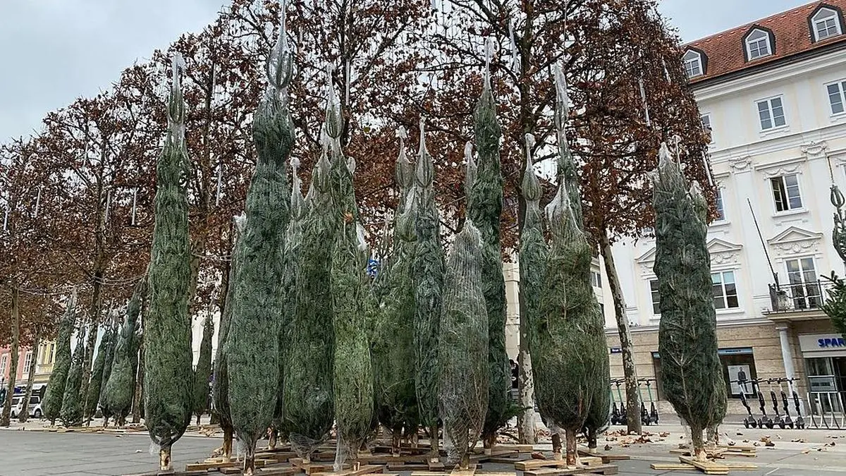 Die Bäume für den Markt wurden bereits geliefert.