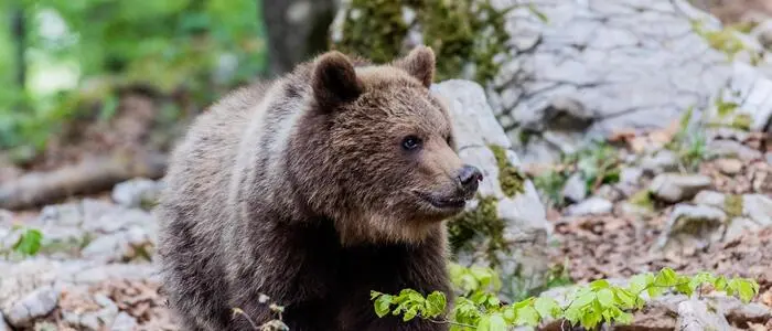 Ein Braunbär steht im Wald | Das Bärenfleisch für die Salami stammt von legal gejagten Braunbären in Slowenien (Symbolfoto)