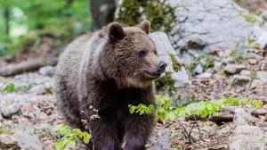 Bären Slowenien Miha Mlakar 